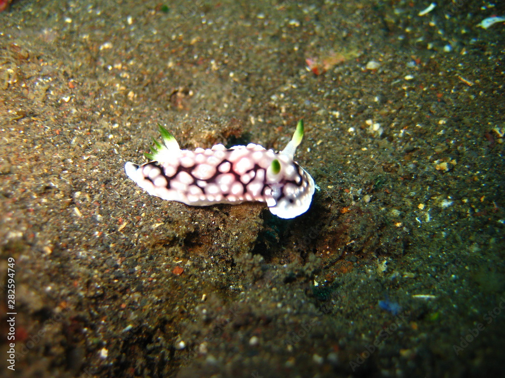 Nacktschnecke