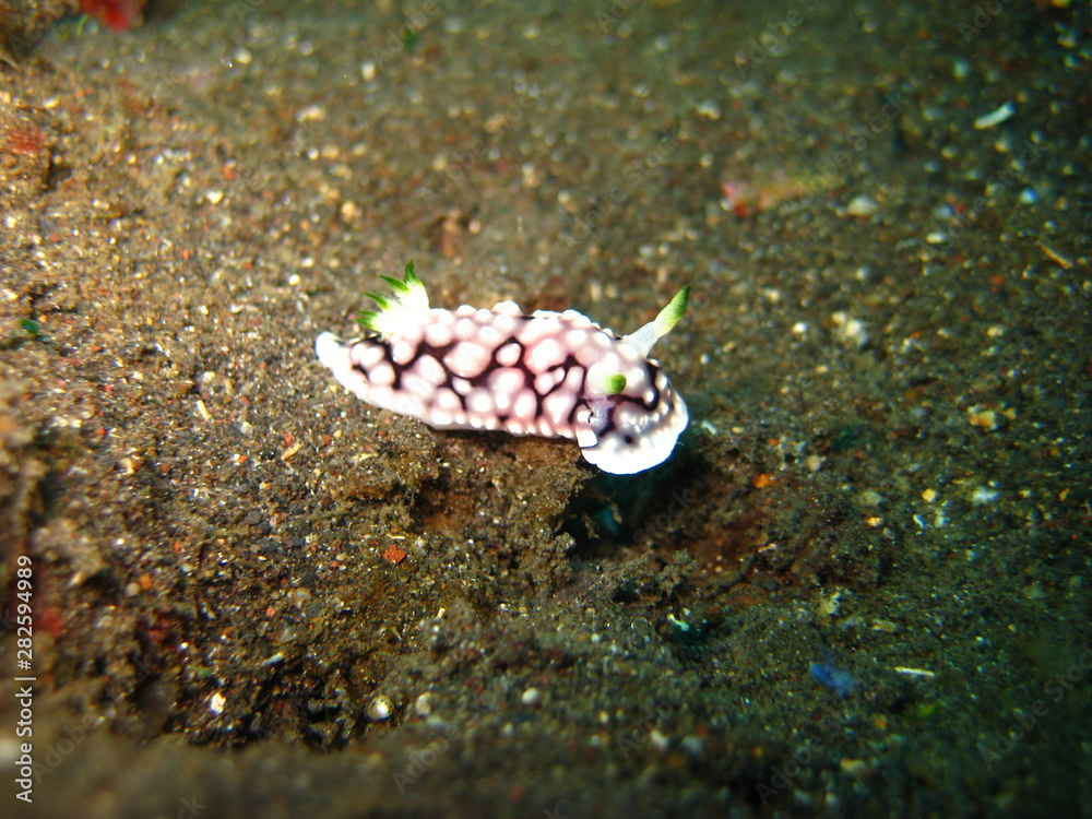 Meeresschnecke