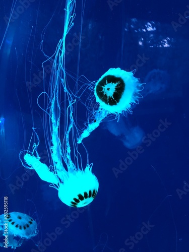 glow in the dark water jellyfish