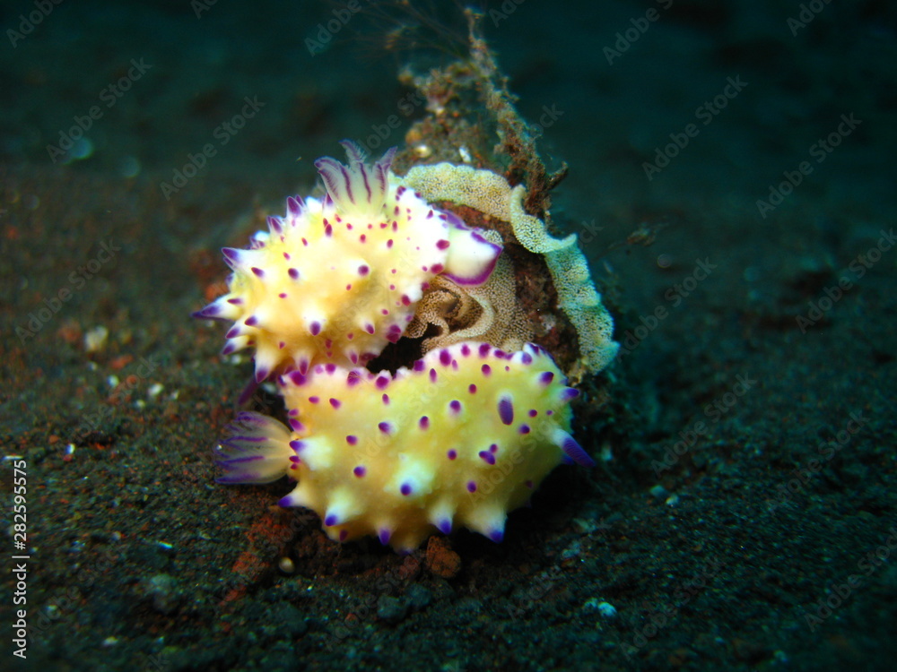Meeresschnecke