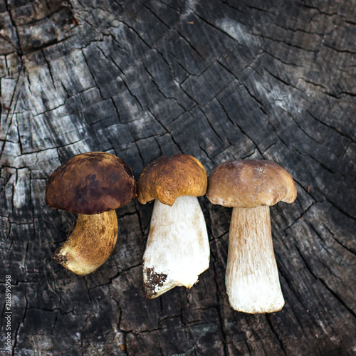 Forest mushrooms on a wooden background.