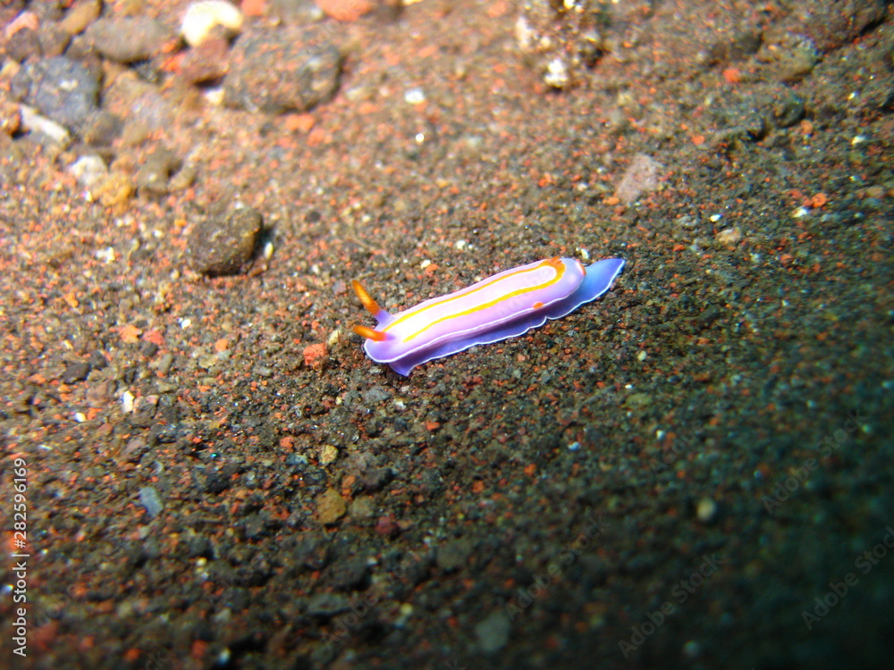 Nacktschnecke