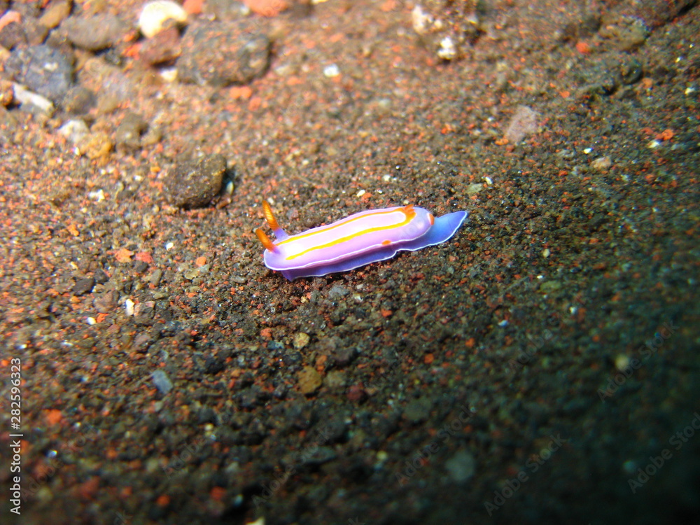 Meeresschnecke