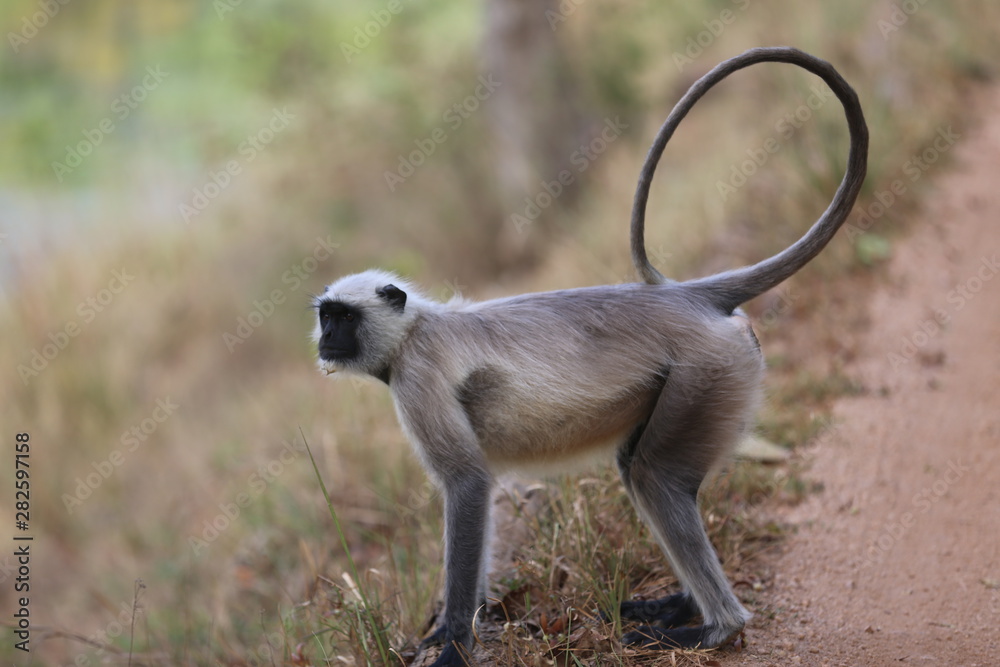 Fototapeta premium Hanuman languren