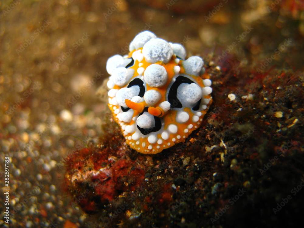 Warzenschnecke