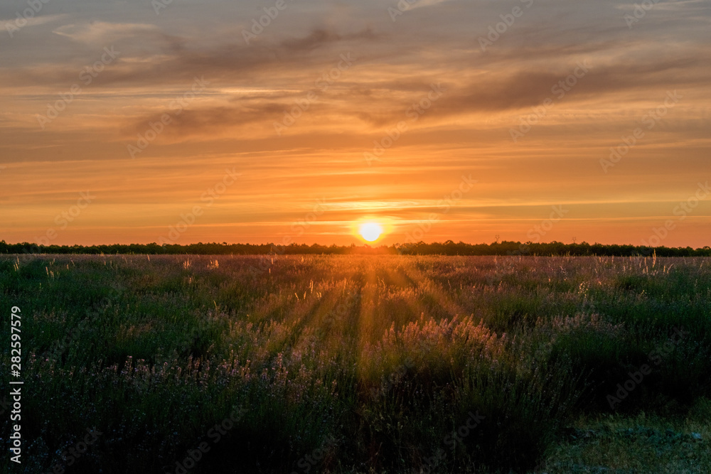 sunset in planted field of the plain
