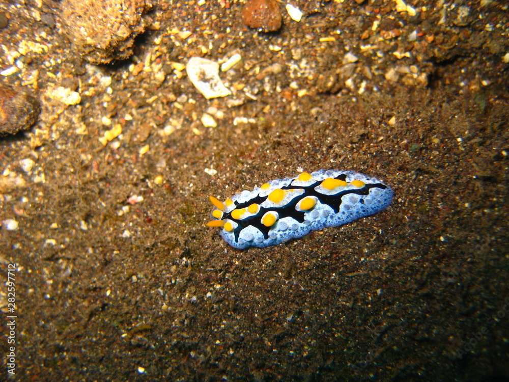 Warzenschnecke
