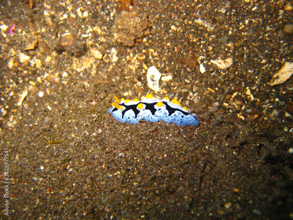 Warzenschnecke