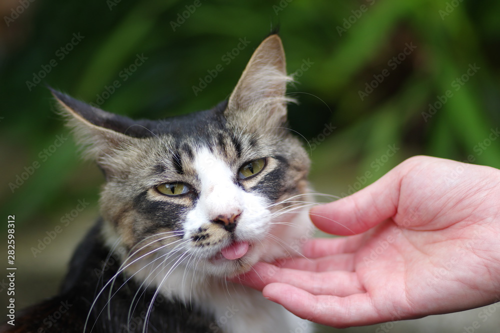 Fototapeta premium 猫と一緒