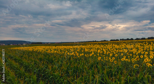 Wonderful panoramic view field of sunflowers by summertime.