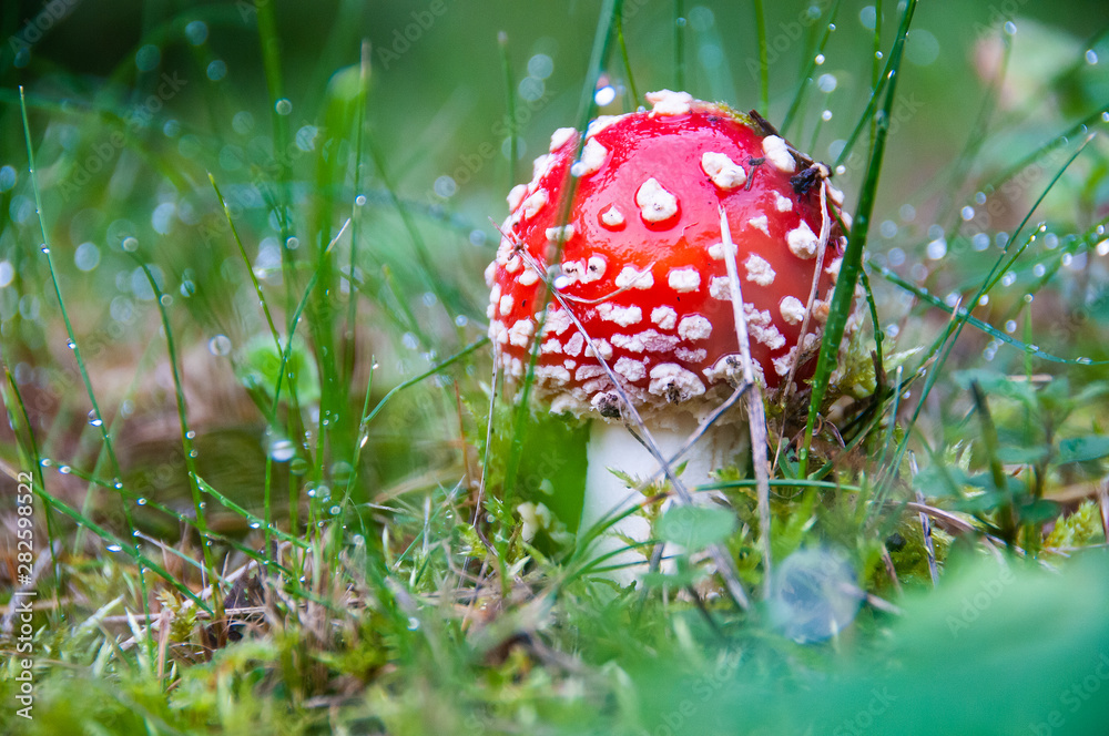 beautiful poisonous mushroom in the grass in a forest beautiful poisonous mushroom in the grass in a forest