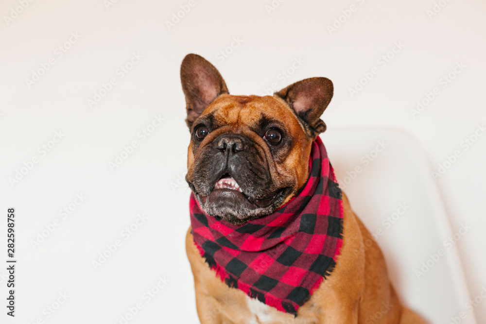 cute brown french bulldog sitting on the bed at home and looking at the camera. Funny and playful expression. Pets indoors and lifestyle