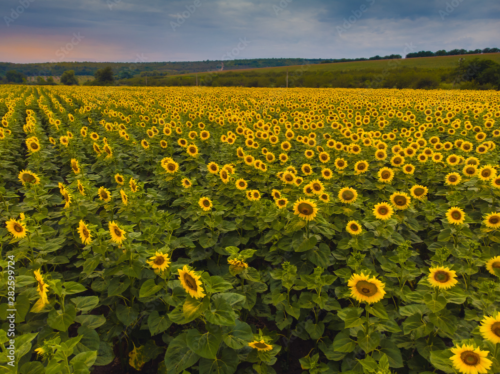 Obraz premium Wonderful panoramic view field of sunflowers by summertime.