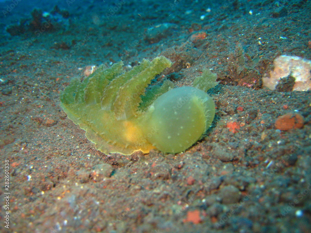 Baumschnecke