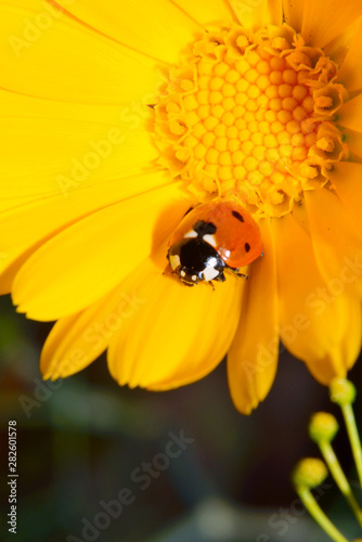 Macro ladybug on yellow flower. Calendula flower Ladybug Nectar and Pollen. © NATALYA