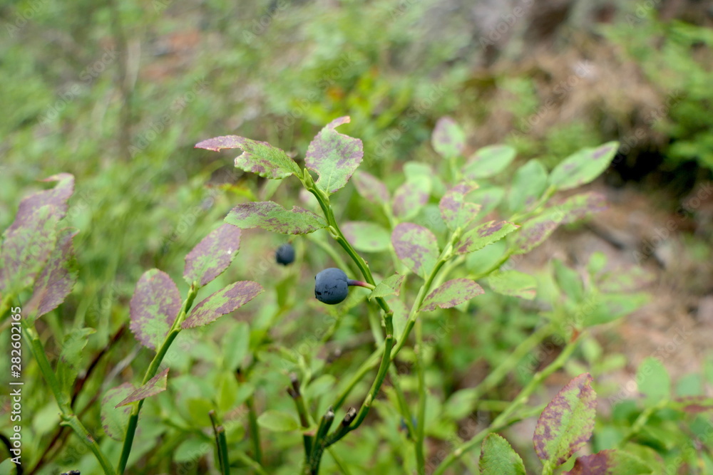Blaubeeren am Strauch Blaubeeren am Strauch