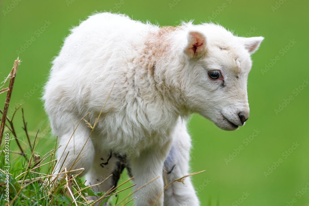 new born spring lamb frollicking in the meadow field away from its mother new born spring lamb frollicking in the meadow field away from its mother