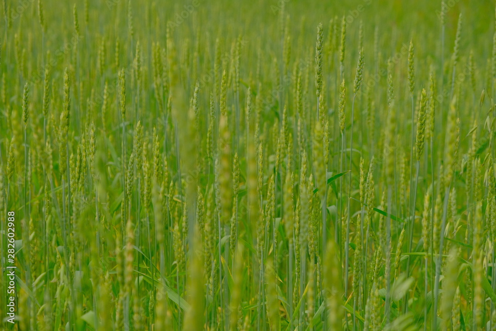 ears of wheat swaying in the wind, a warm summer day,oats, wheat, rye