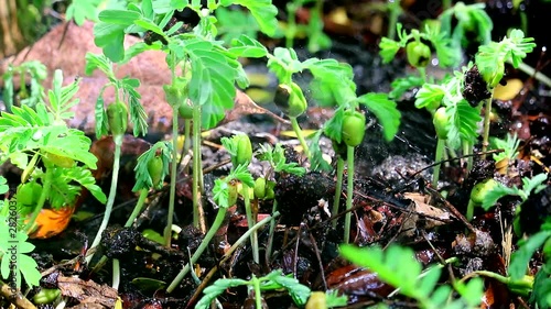 rain drop on leaves of new born tamarind tree After weather change to rainy season2 photo