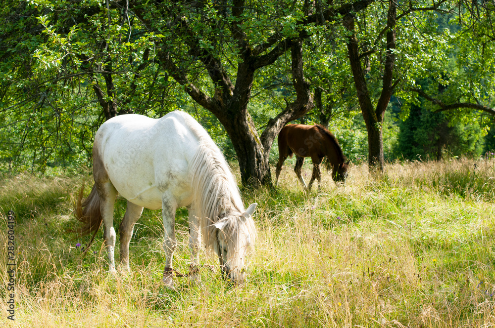 white mare with chestnut foliage in the mountains of a beautiful sunny day white mare with chestnut foliage in the mountains of a beautiful sunny day