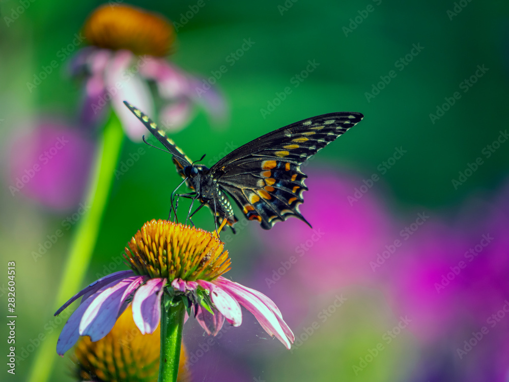 Black swallowtail butterfly in summer