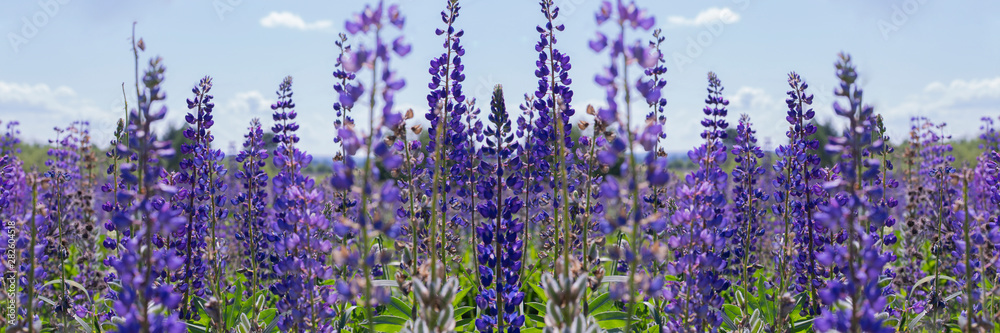 Naklejka premium Wild blue lupins blooming in the meadow, wallpaper background banner panorama. Flowering wild flowers summer