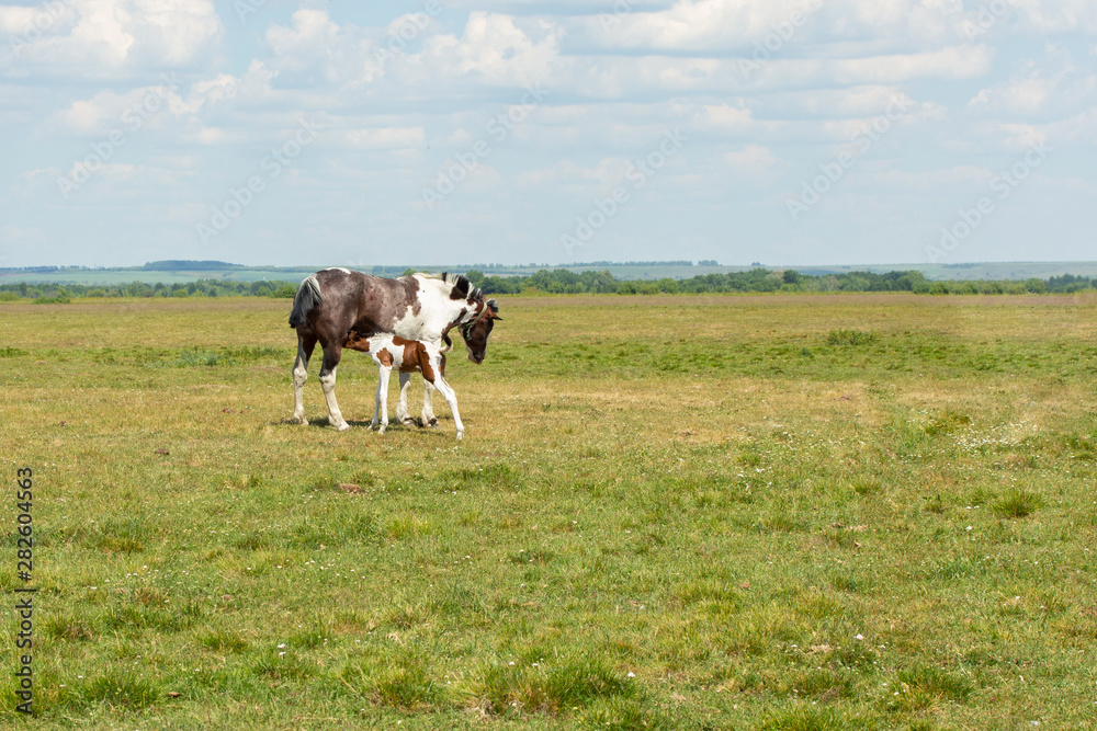 A horse with a foal in the meadow, breeding pets