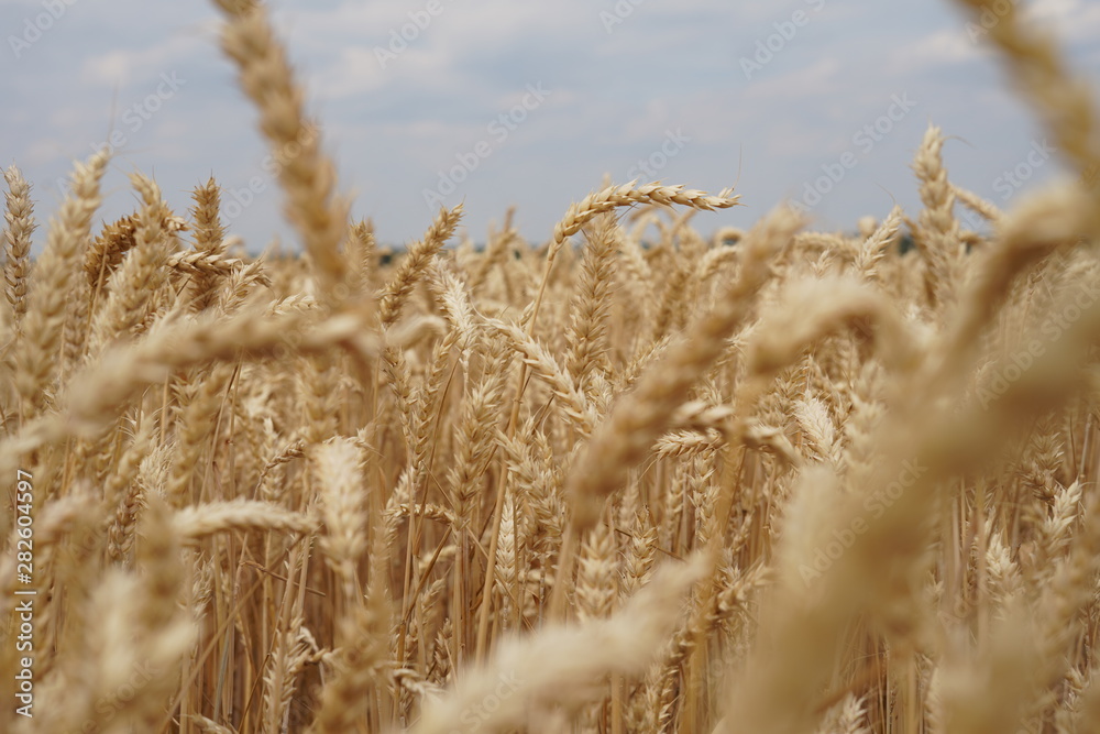 Fototapeta premium Wheat field