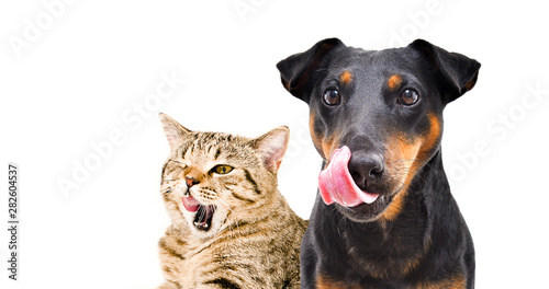 Portrait of funny dog breed Jagdterrier and cat Scottish Straight licks isolated on white background