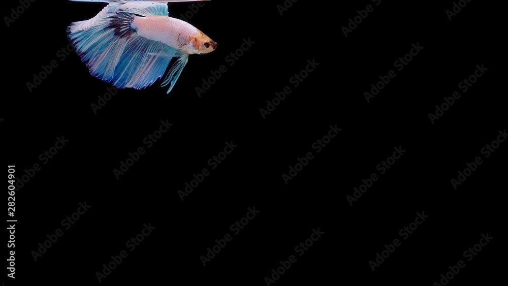 Super slow motion of Siamese fighting fish (Betta splendens), well known name is Plakat Thai Super slow motion of Siamese fighting fish (Betta splendens), well known name is Plakat Thai