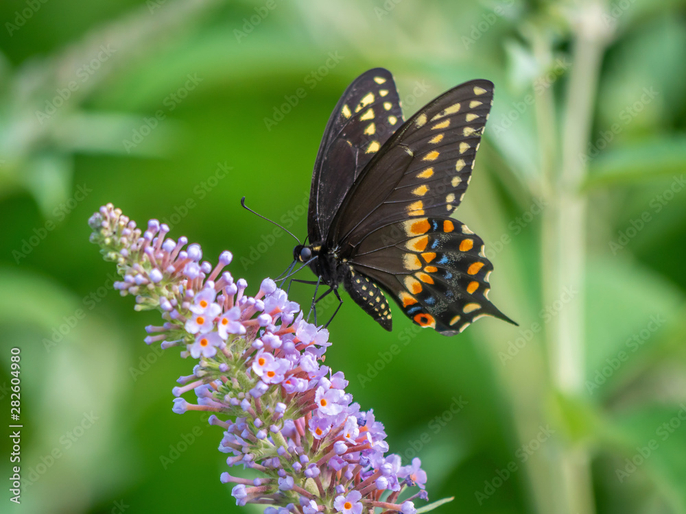 Black swallowtail butterfly in summer Black swallowtail butterfly in summer