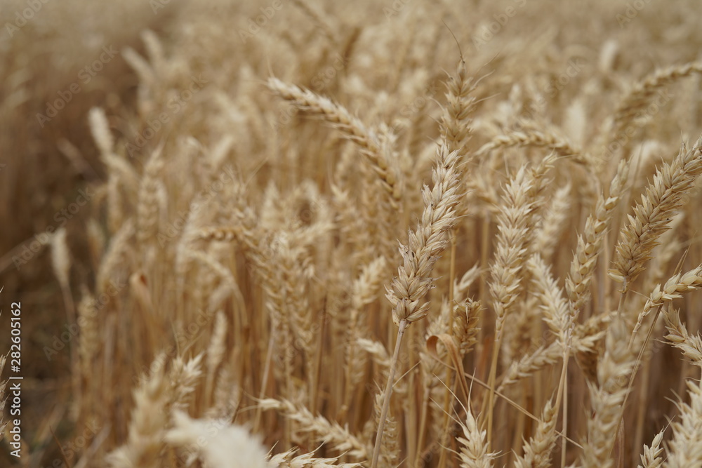 Fototapeta premium Wheat field