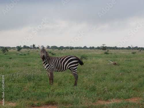Alcuni scatti del safari in Kenya Africa