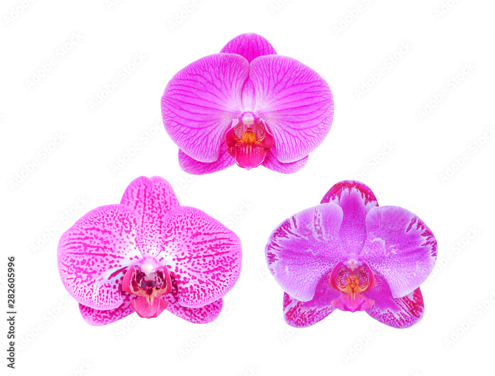 orchid isolated on white background with clipping path orchid isolated on white background with clipping path