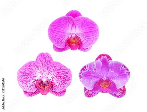 orchid isolated on white background with clipping path