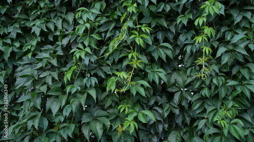  green ivy