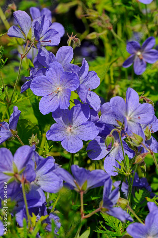 Close up of Geranium 'Jolly Bee' in a flower border