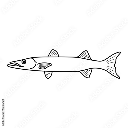 Barracuda fish