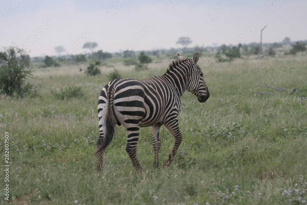 Alcuni scatti del parco nazionale zavo est in kenya Alcuni scatti del parco nazionale zavo est in kenya