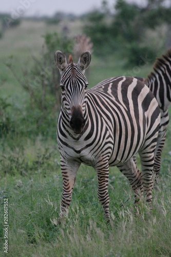 Alcuni scatti del parco nazionale zavo est in kenya 