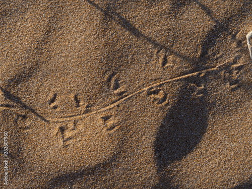 Trail of a lizard walking on sand showing distinctive footprints, tail mark and pattern