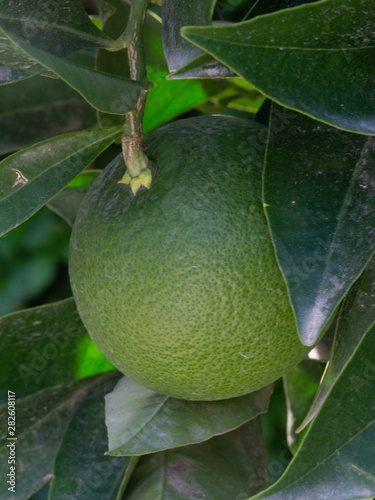 Bergamot fruit on tree, partially behind some leaves