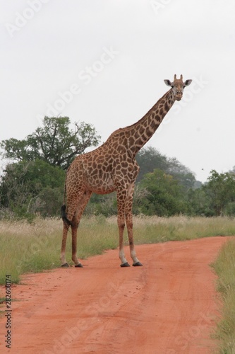 Alcuni scatti del parco nazionale zavo est in kenya 