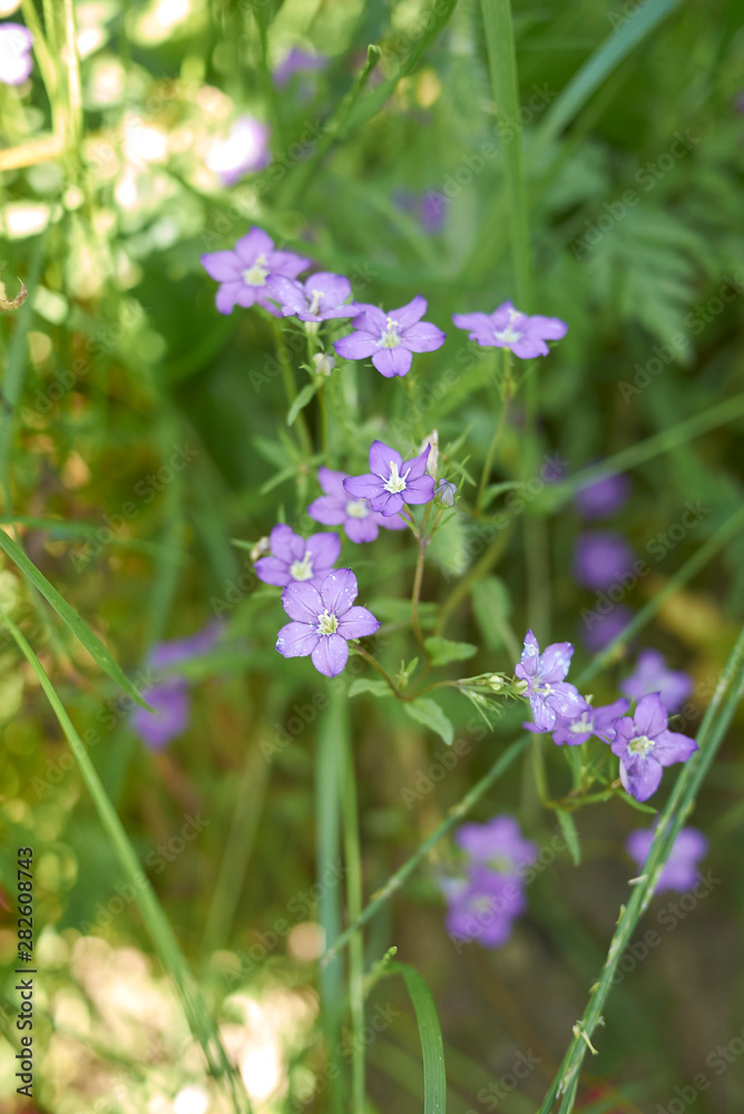 violet flowers of Legousia speculum veneris plant