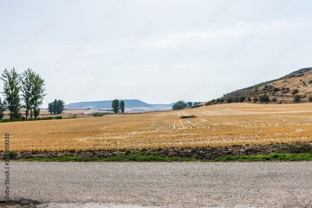 planted field in plain in summer