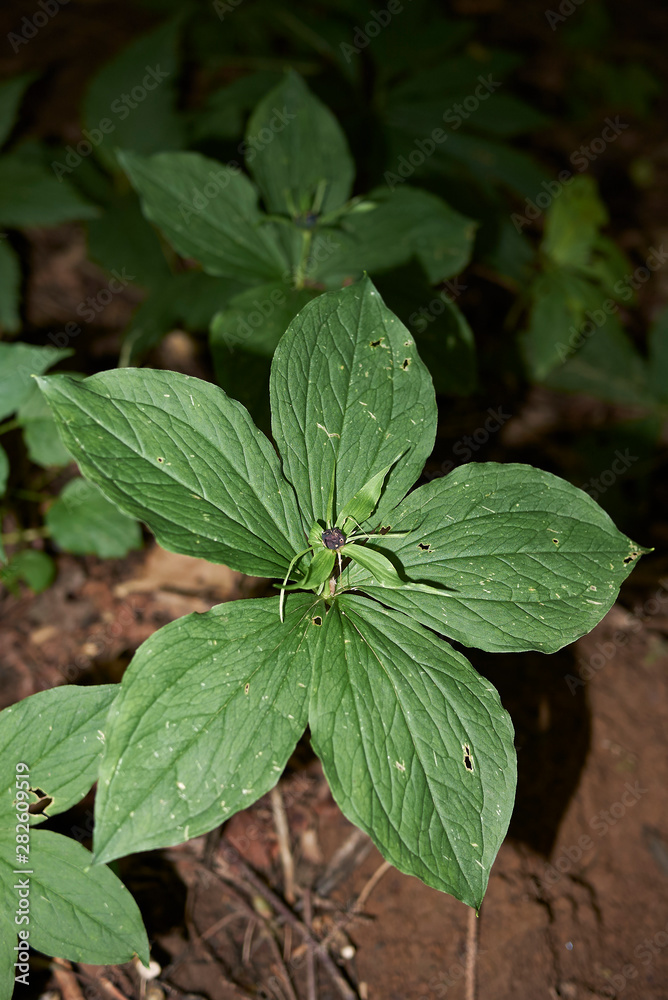 Paris quadrifolia plant in underwood Paris quadrifolia plant in underwood