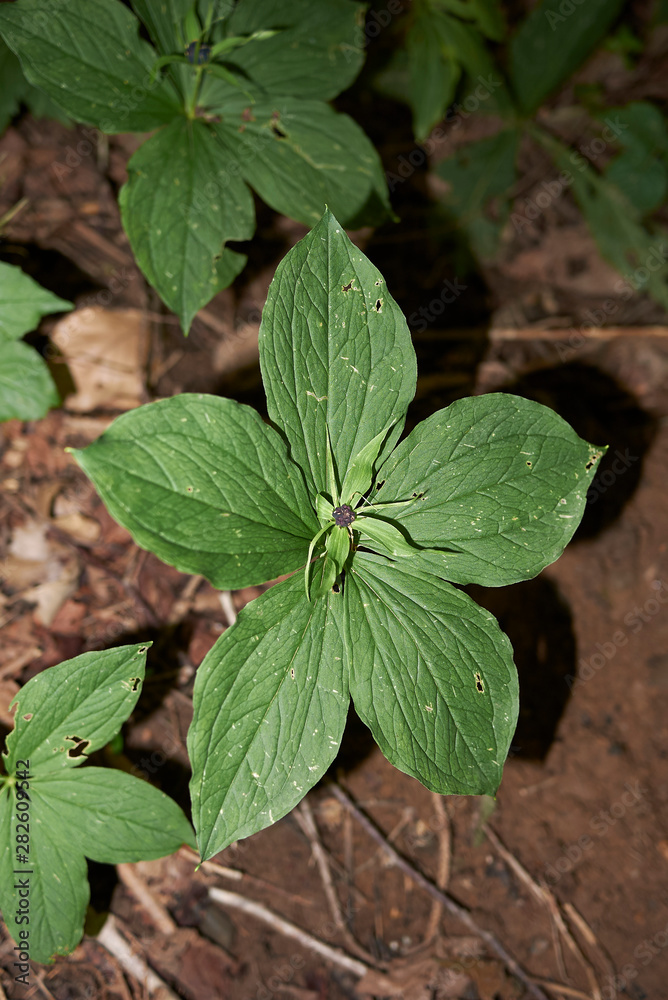 Paris quadrifolia plant in underwood Paris quadrifolia plant in underwood