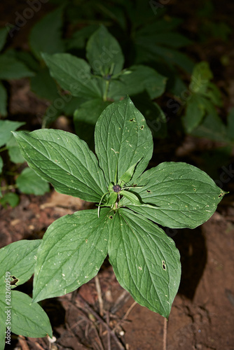Wallpaper Mural Paris quadrifolia plant in underwood Torontodigital.ca