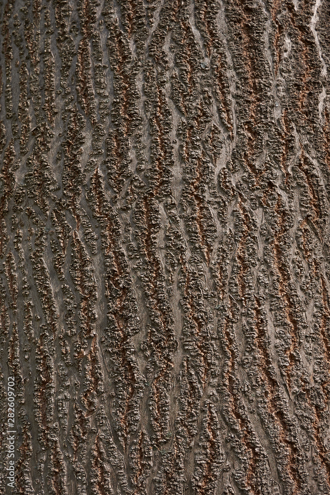 Paulownia tomentosa bark close up Paulownia tomentosa bark close up