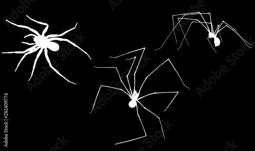 three white spiders silhouettes on black illustration